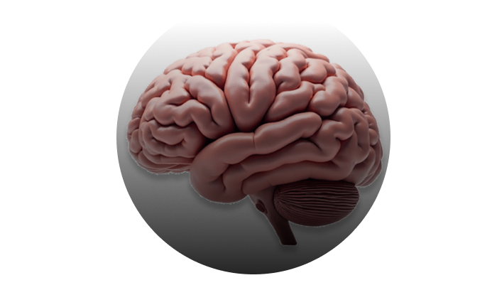 Brain illustration